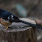 White-rumped Shama