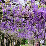 紫藤咖啡園(屯山園區)