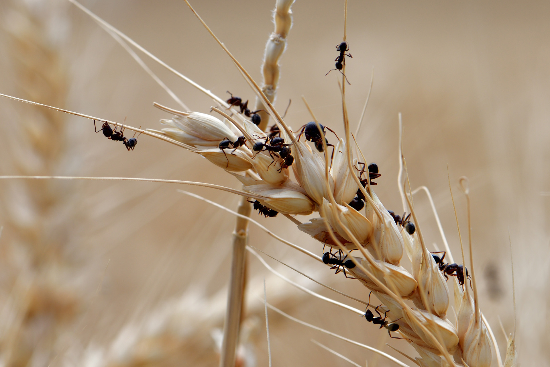 world of ants di Luporosso