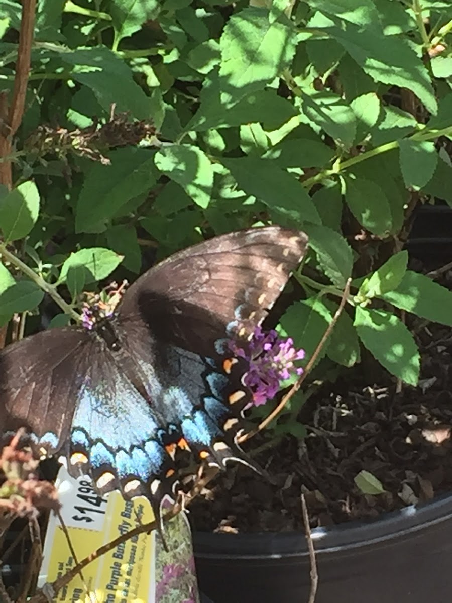 Blue morpho butterfly