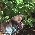 Blue morpho butterfly