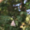 spiny microfina spider