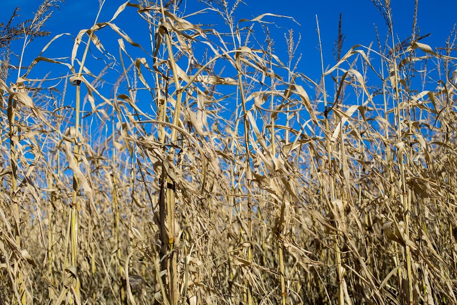 Corn Maze, labirynt, kukurydza