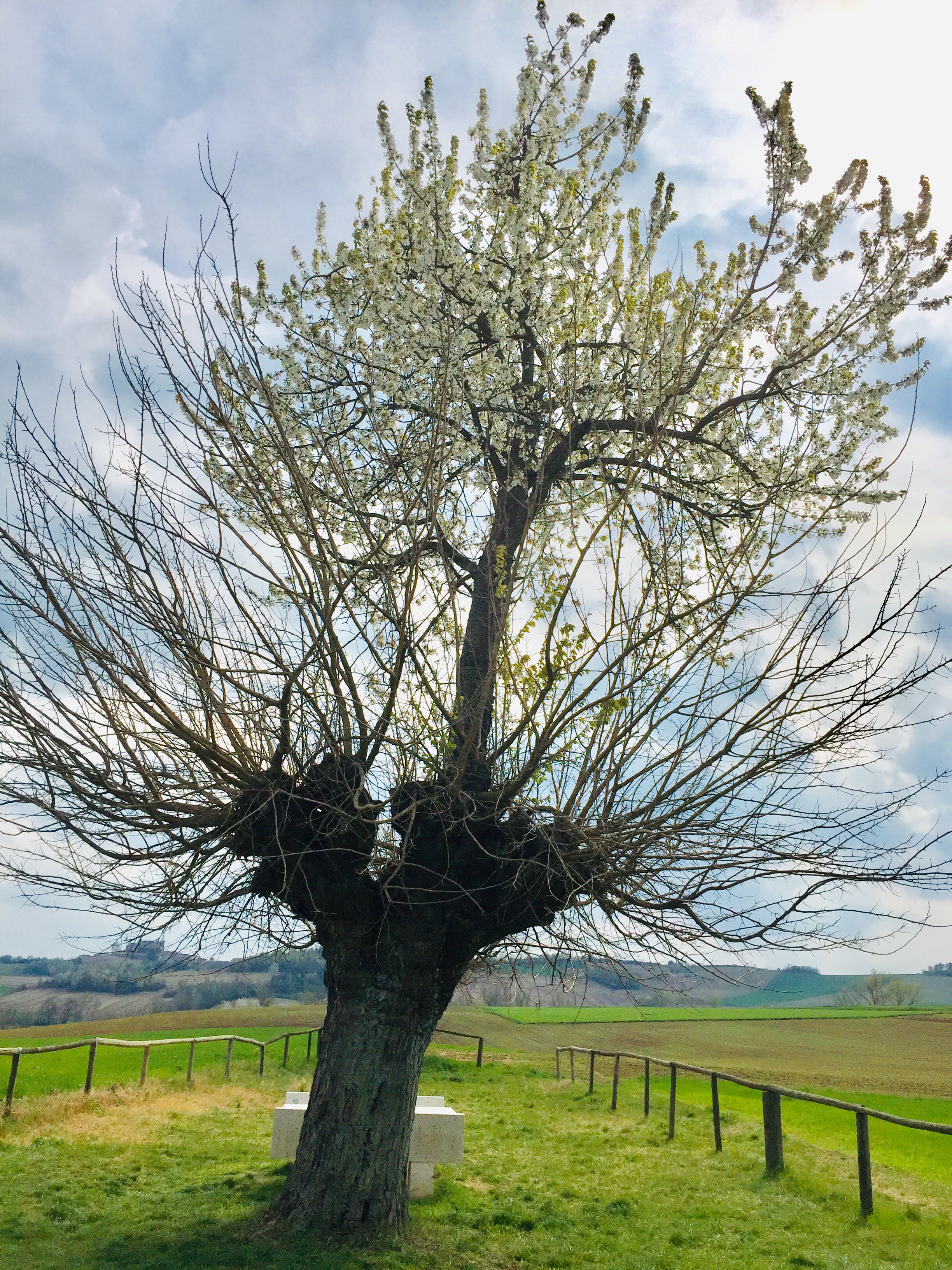 Bialbero del Monferrato  di Karla75