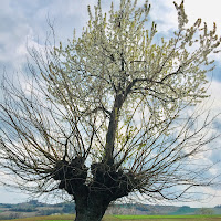 Bialbero del Monferrato  di 