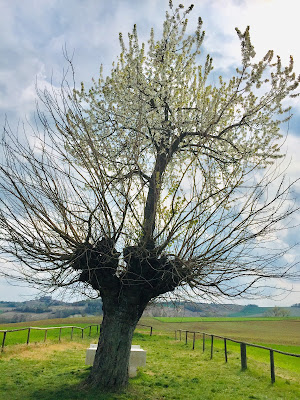 Bialbero del Monferrato  di Karla75