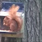 Red Squirrel