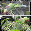 Alexandrine Parakeet, male and female