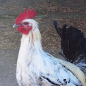 Japanese Bantam Rooster