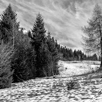 neri alberi stanchi... di 