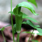 Jack in the Pulpit