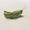 Purple-striped Grasshopper