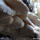 Toothed Crust Fungus