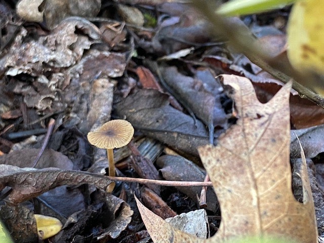 LBM (Little Brown Mushroom)