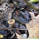 LBM (Little Brown Mushroom)