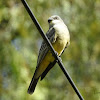 Tropical Kingbird