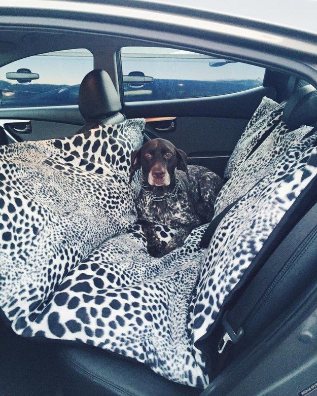 DIY Dog Blanket