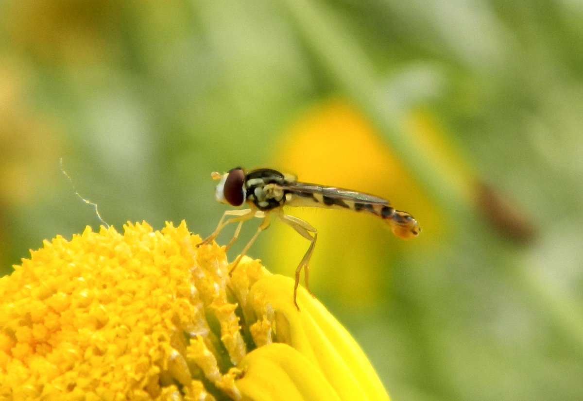 Long hoverfly