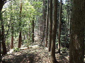 植林との境目に道