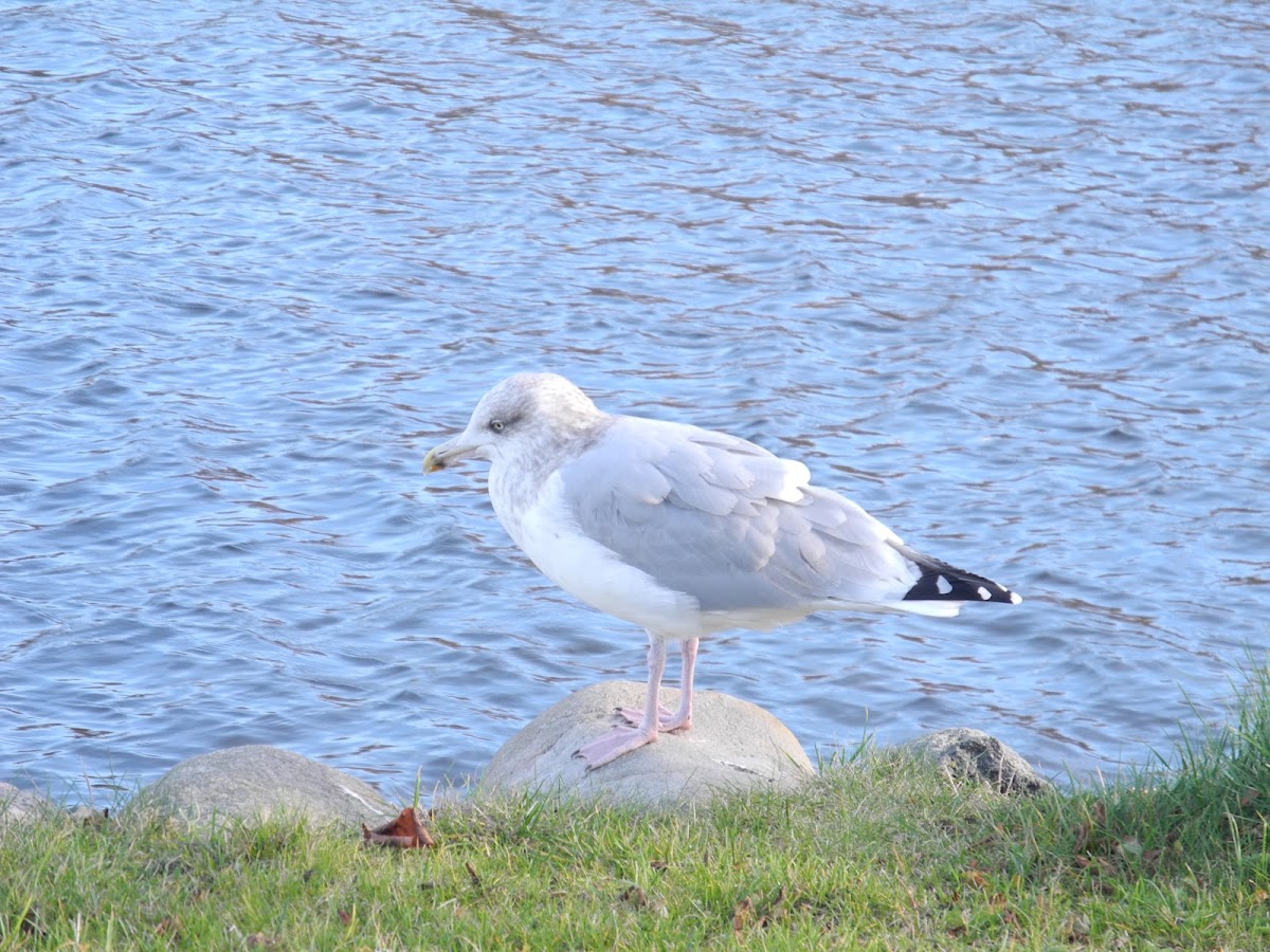 European herring gull