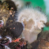 Opalescent Nudibranch