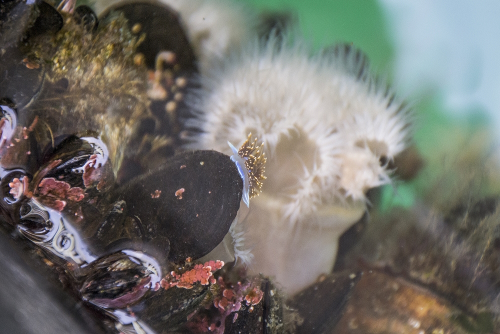 Opalescent Nudibranch