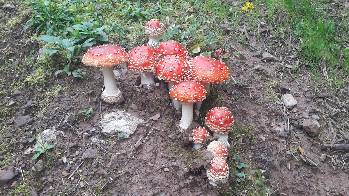 Fly agaric