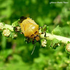 Orange Stinkbug with two Black Spots