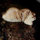 Ragged-gills