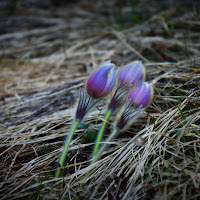 Timidamente primavera di 