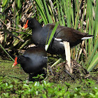 Common gallinule