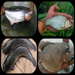 Cover Image of Download accurate bait freshwater fish 1.0 APK