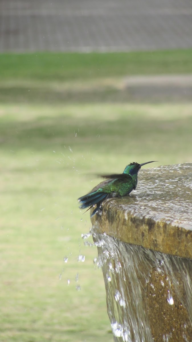 Sparkling violetear