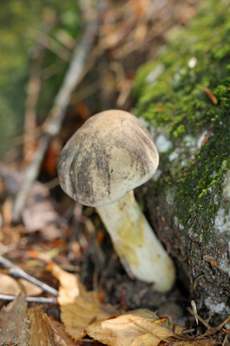 Gray Bolete