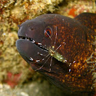 Clear Cleaner Shrimp