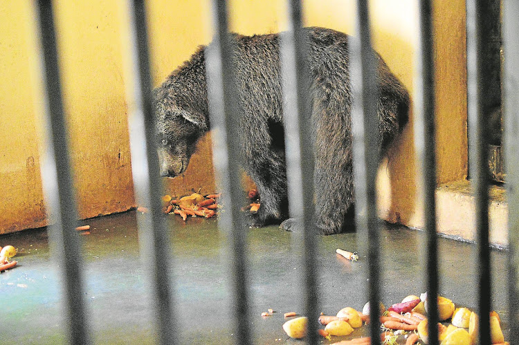 Gina the bear eats her food at the East London Zoo. She has lived in a pit enclosure for more than 30 years.