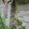 Foxglove?