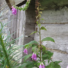 Foxglove?