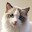 2048 with Cats Download on Windows