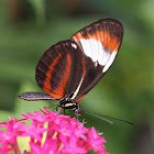 Cydno Longwing and Melpomene Longwing Hybrid