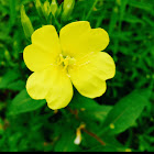 Evening Primrose