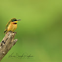 Bee-eater  -  Little Bee-eater