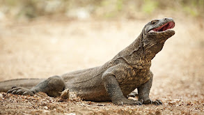 Australia's Megafauna: Komodo Dragons thumbnail