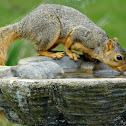 Fox Squirrel