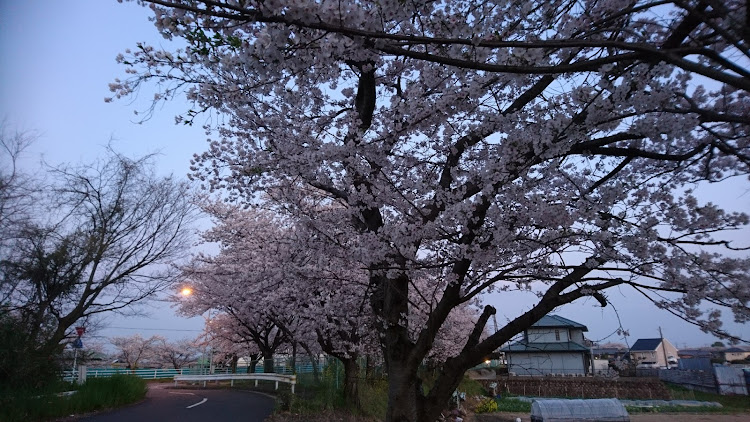 の投稿画像2枚目