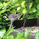 Dark-eyed Junco, Oregon race