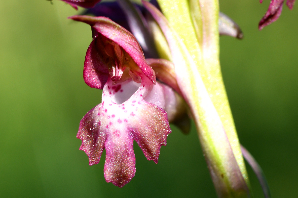 Bug orchid