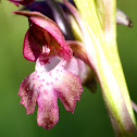 Bug orchid