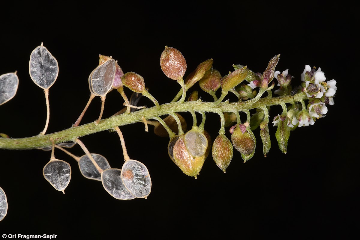 Lybian lobularia