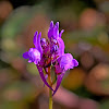 Pelisser's Toadflax